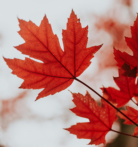 Gros plan sur une feuille d'érable rouge