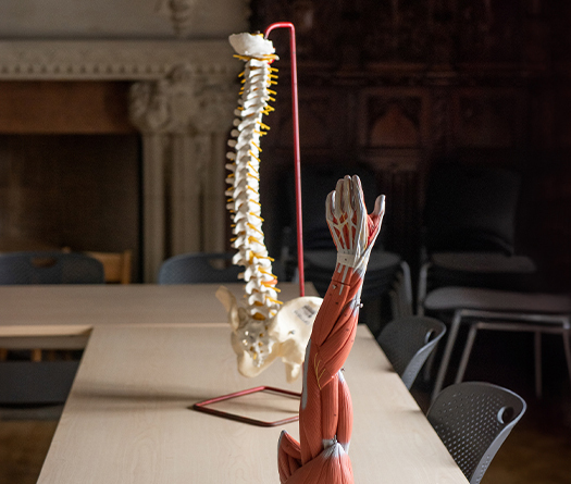 Un modèle de colonne vertébrale et de squelette humain sur une table