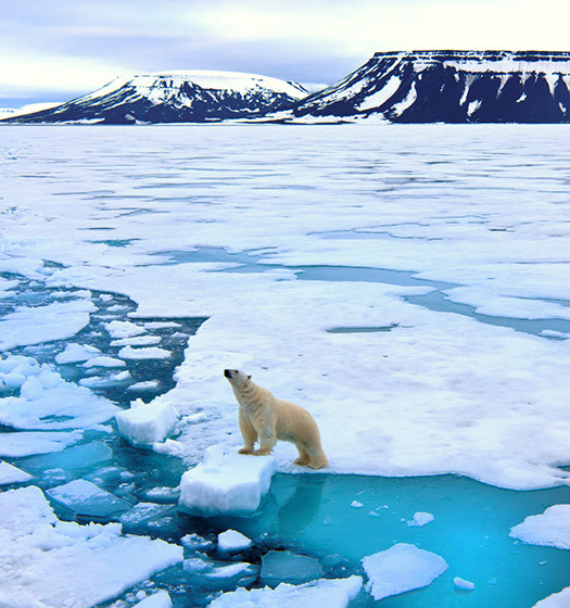 Un ours polaire sur la glace