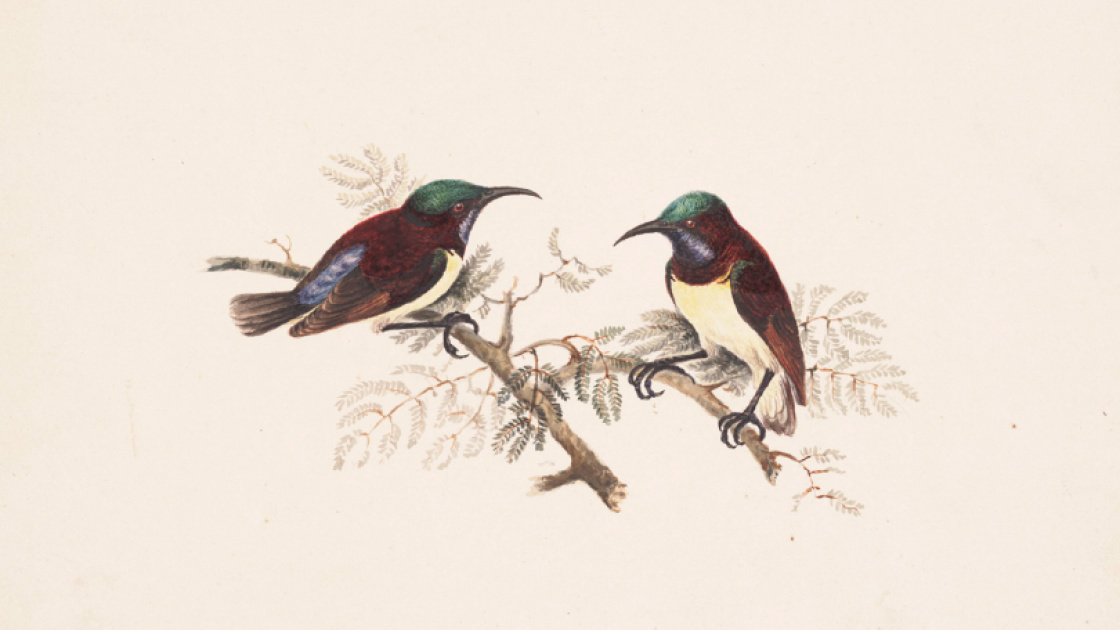 Photo of a Elizabeth Gwillim watercolour