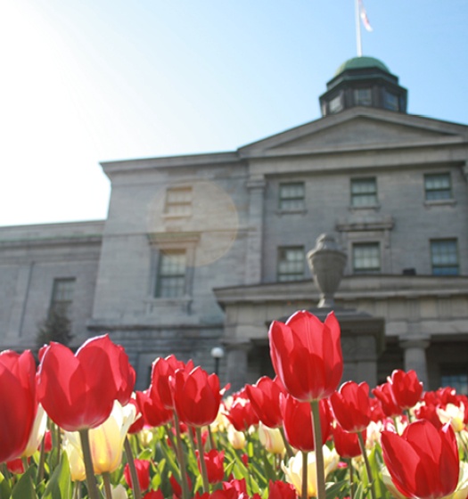 Tulips in front of the Arts buidling