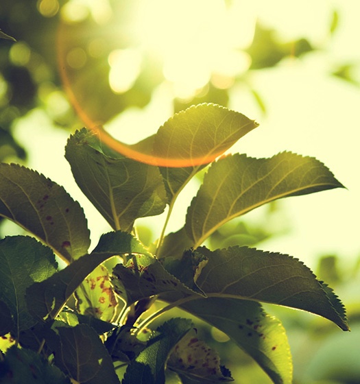 Gros plan sur les feuilles