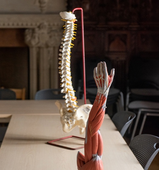 Un modèle de colonne vertébrale et de squelette humain sur une table