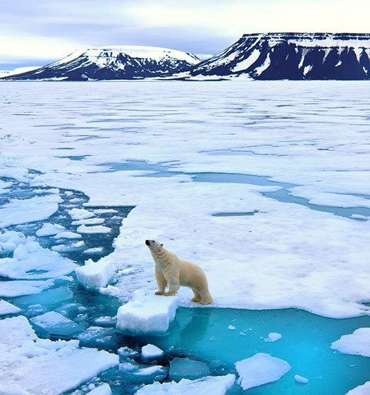 Un ours polaire sur la glace