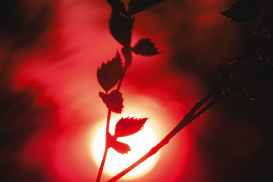 Branche d’arbre devant un feu rouge