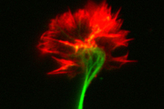 Dessin numérique à la lumière d’un cerveau qui ressemble à une fleur